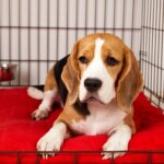 Kennel or Crate? Deciding What’s Best for Your Dog