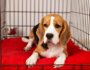 Kennel or Crate? Deciding What’s Best for Your Dog