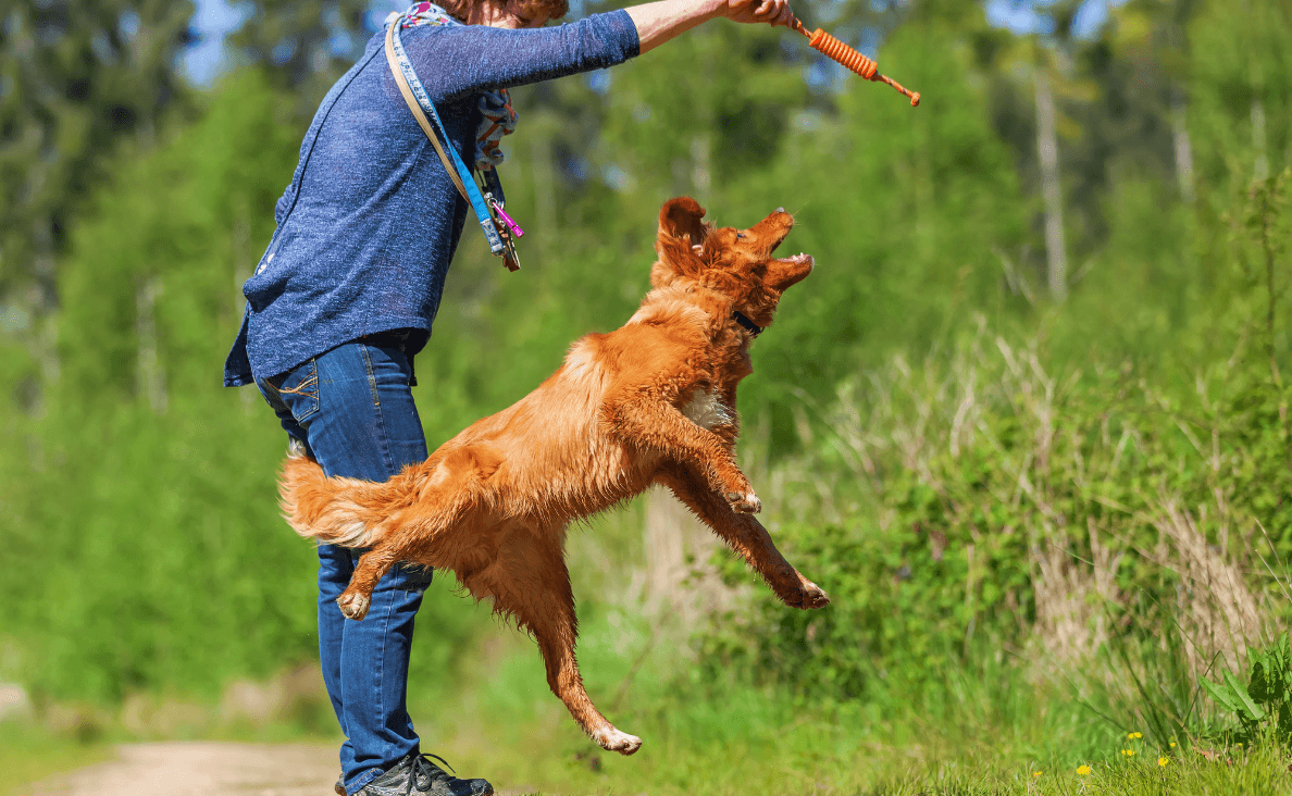 Flirt Pole for Dogs - woman playing with a flirt pole red golden retriever jumping