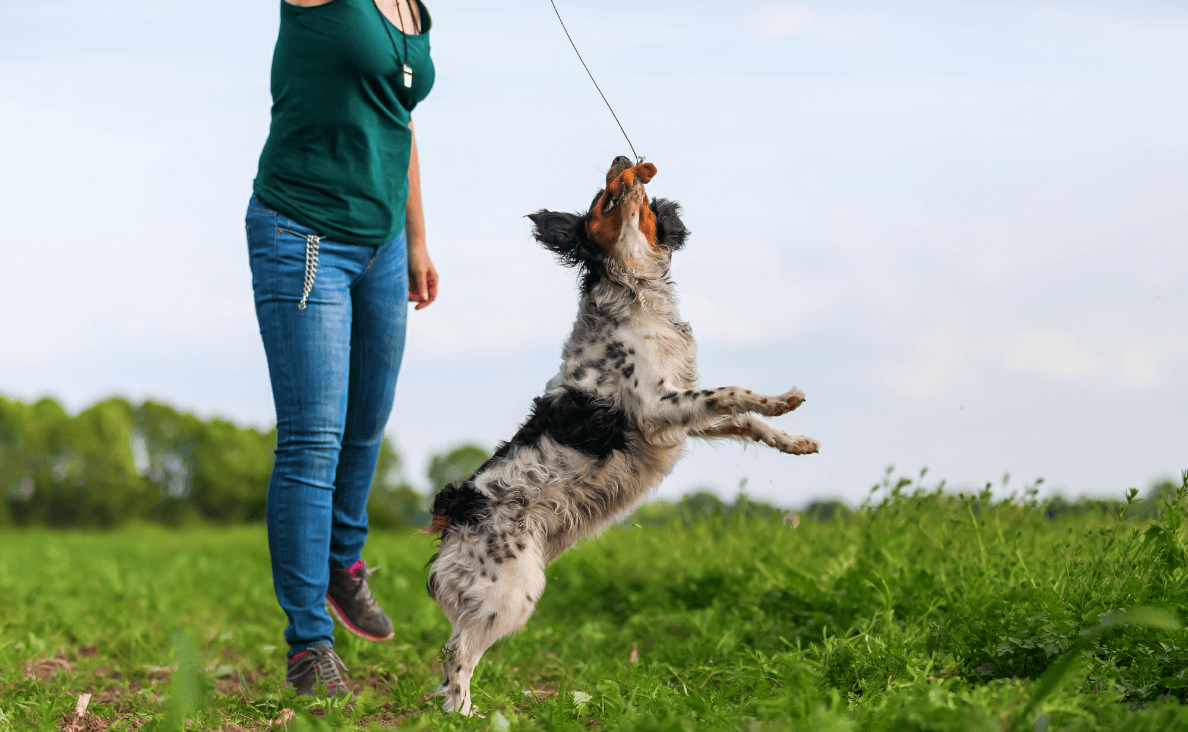 Flirt Pole for Dogs - woman playing with a flirt pole with a border collie side view