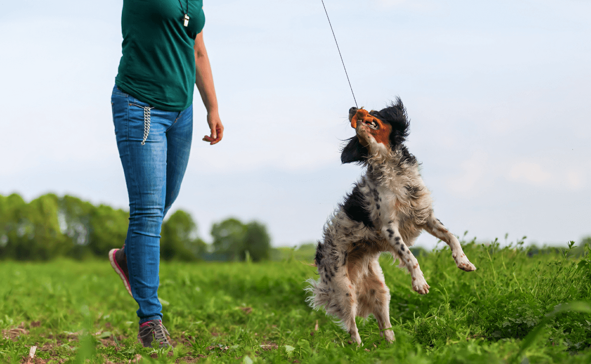 Flirt Pole for Dogs - woman playing with a flirt pole with a border collie