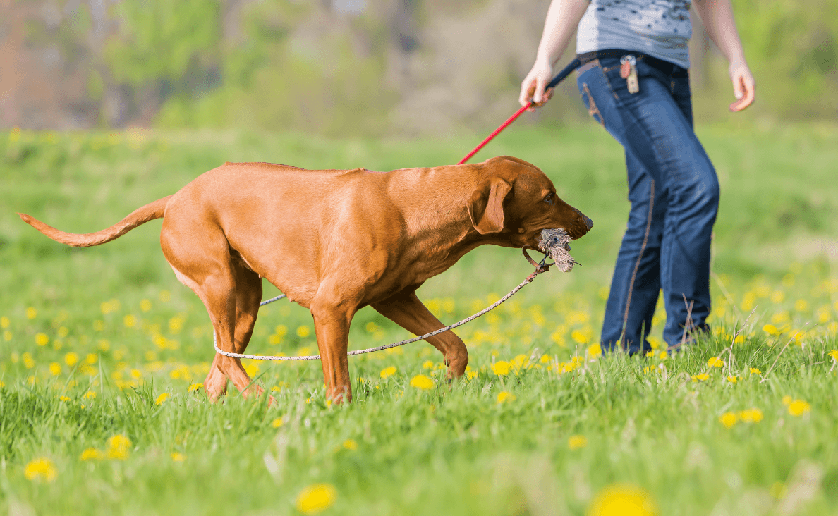 Flirt Pole for Dogs - woman playing with a flirt pole with a vizsla rope wrapped around dog's legs