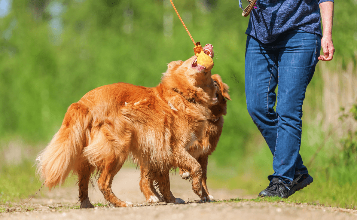 Flirt Pole for Dogs - woman playing with a flirt pole with two red golden retrievers