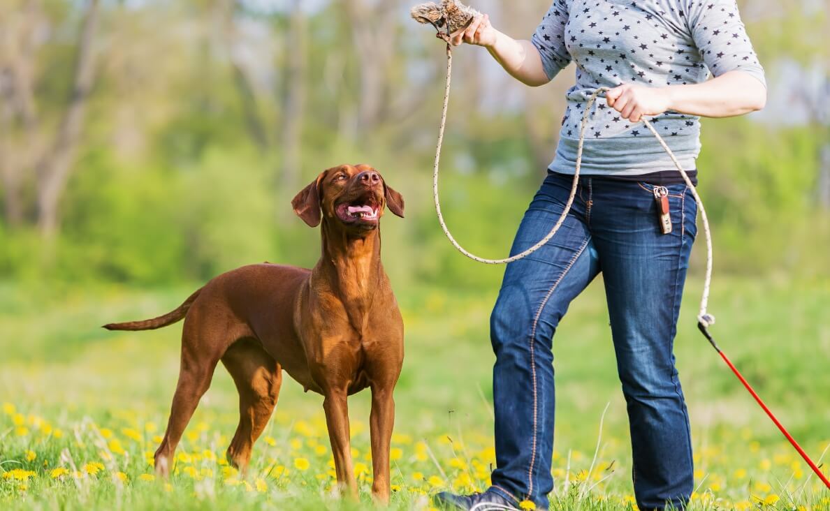 Flirt Pole for Dogs