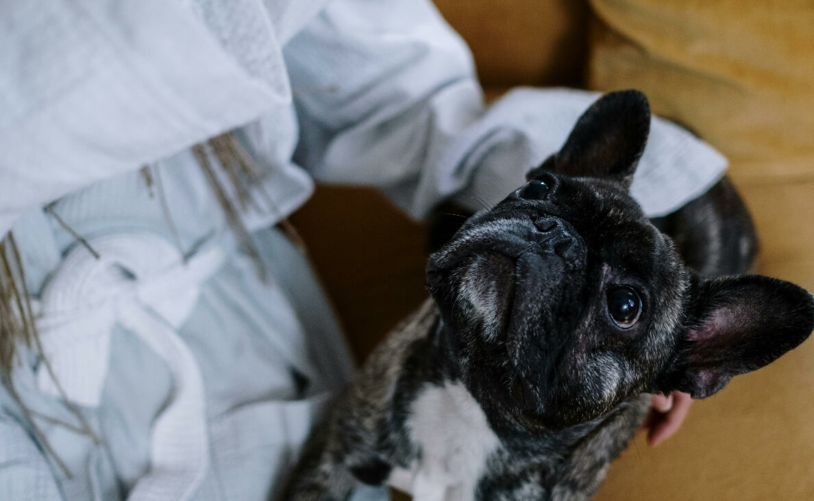 TEACH YOUR PUPPY THE NO COMMAND - black french bulldog looking up