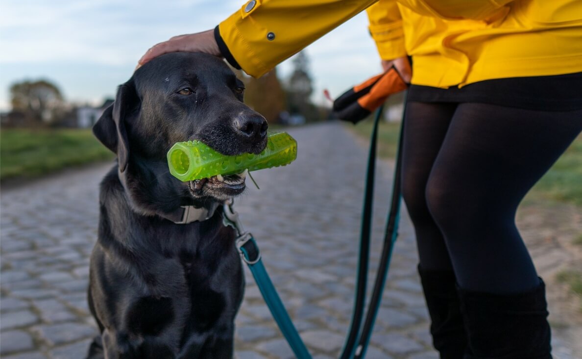 TEACH YOUR PUPPY THE NO COMMAND - black lab with green toy in mouth in training