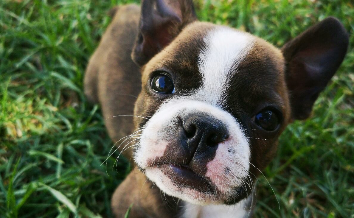  TEACH YOUR PUPPY THE NO COMMAND - boxer puppy in grass