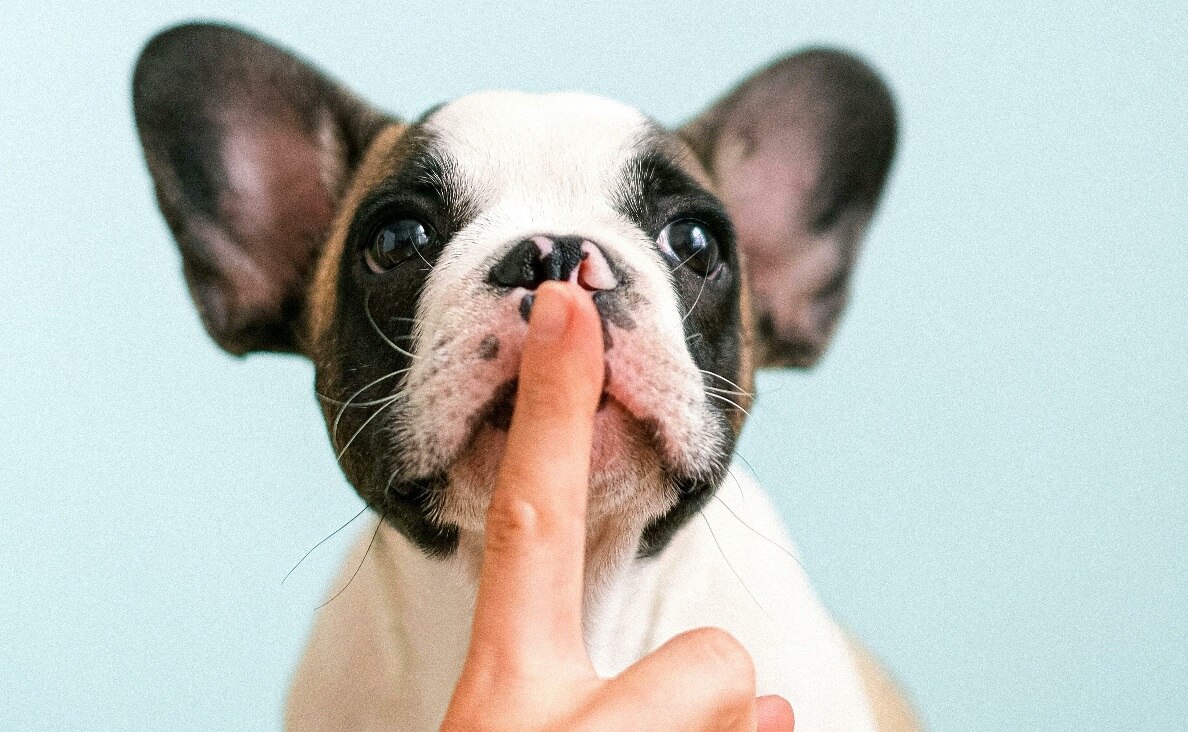 TEACH YOUR PUPPY THE NO COMMAND - french bulldog puppy with woman's finger in front of mouth