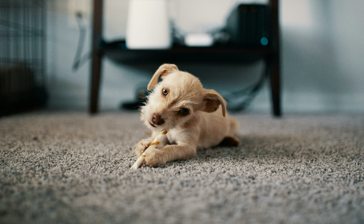 TEACH YOUR PUPPY THE NO COMMAND - puppy on carpet chewing on a rawhide chewy