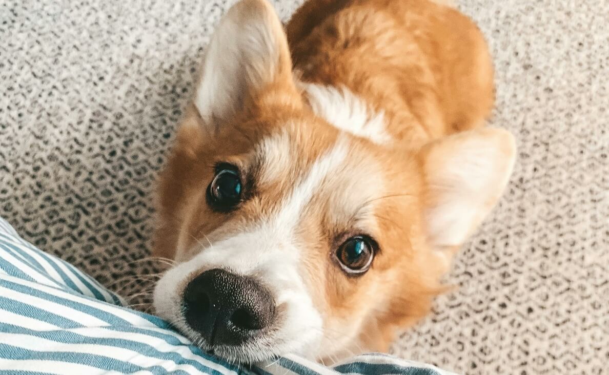 TEACH YOUR PUPPY THE NO COMMAND - puppy pulling on cloth