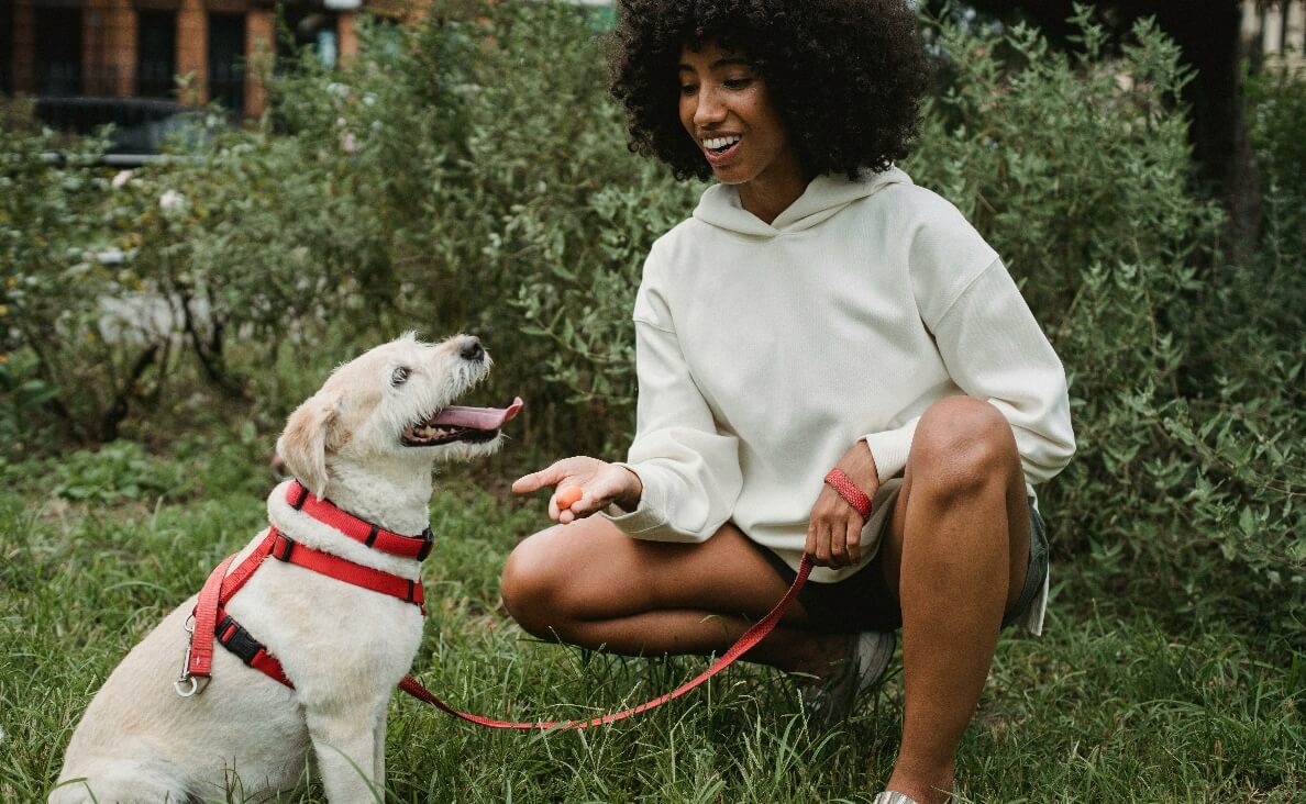 TEACH YOUR PUPPY THE NO COMMAND - woman training soft-coated wheaten terrier with a harness and treat