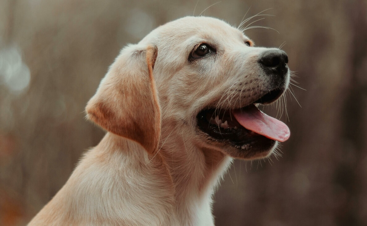 TEACH YOUR PUPPY THE NO COMMAND - yellow lab puppy