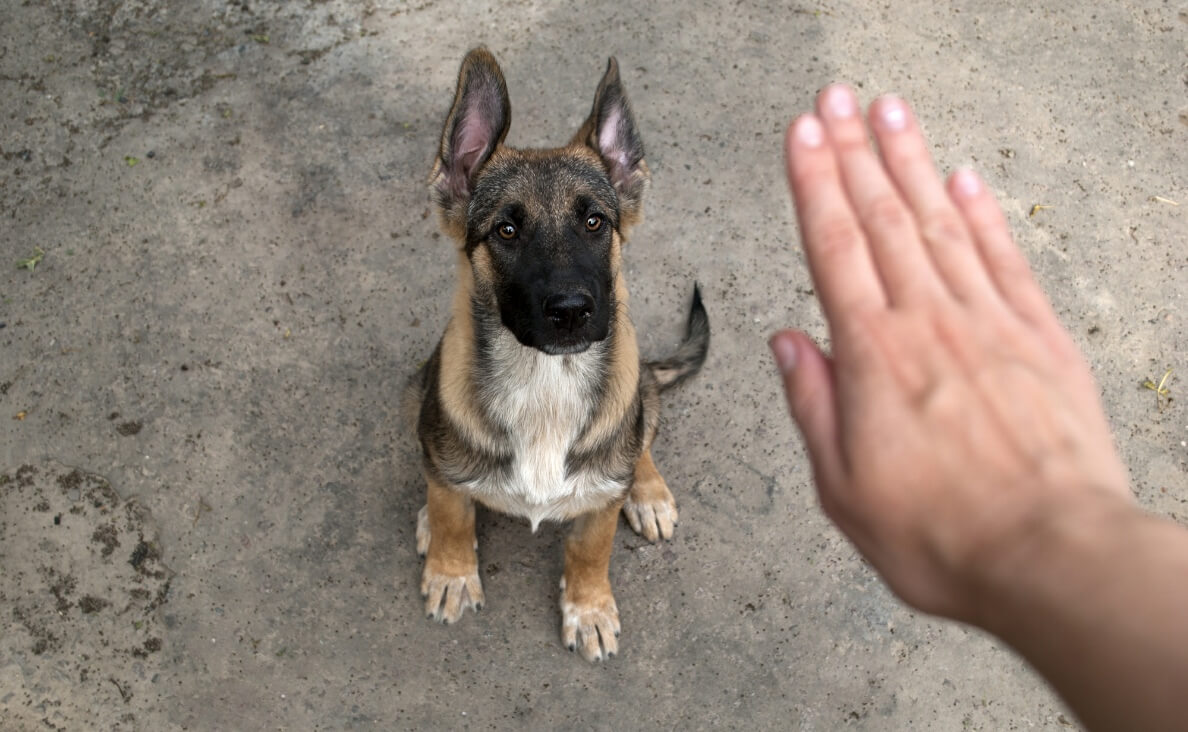 How to Teach Your Puppy the "No" Command