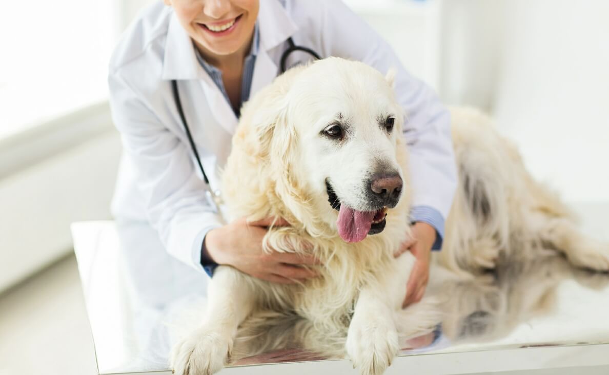 golden retriever with vet tech holding her