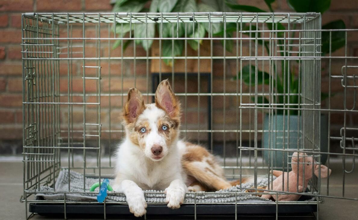 kennel or crate - australian shepherd in crate