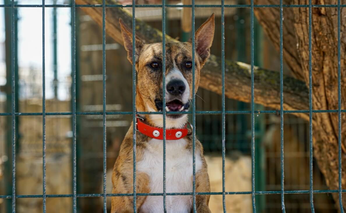 kennel or crate - basenji dog in yard behind wire fence or kennel