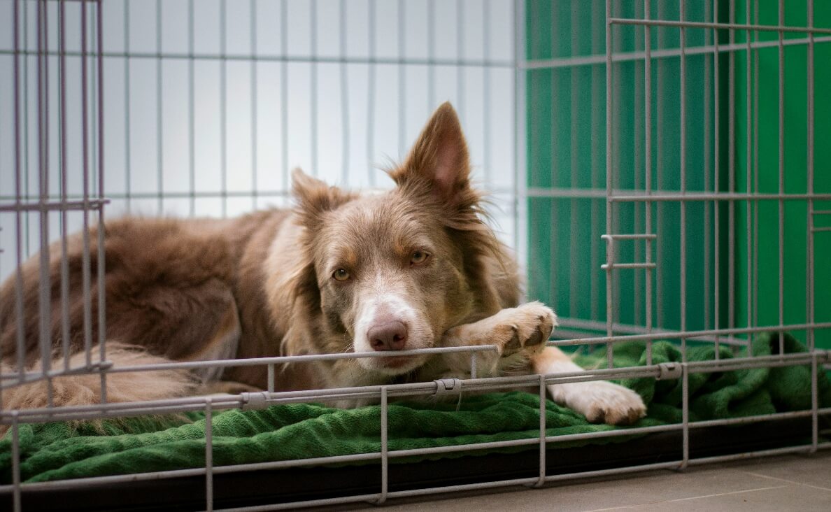 kennel or crate - brown and white collie in crate