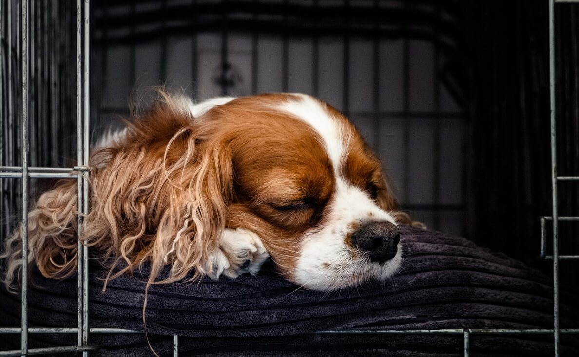 kennel or crate - cavalier king charles spaniel dog in crate