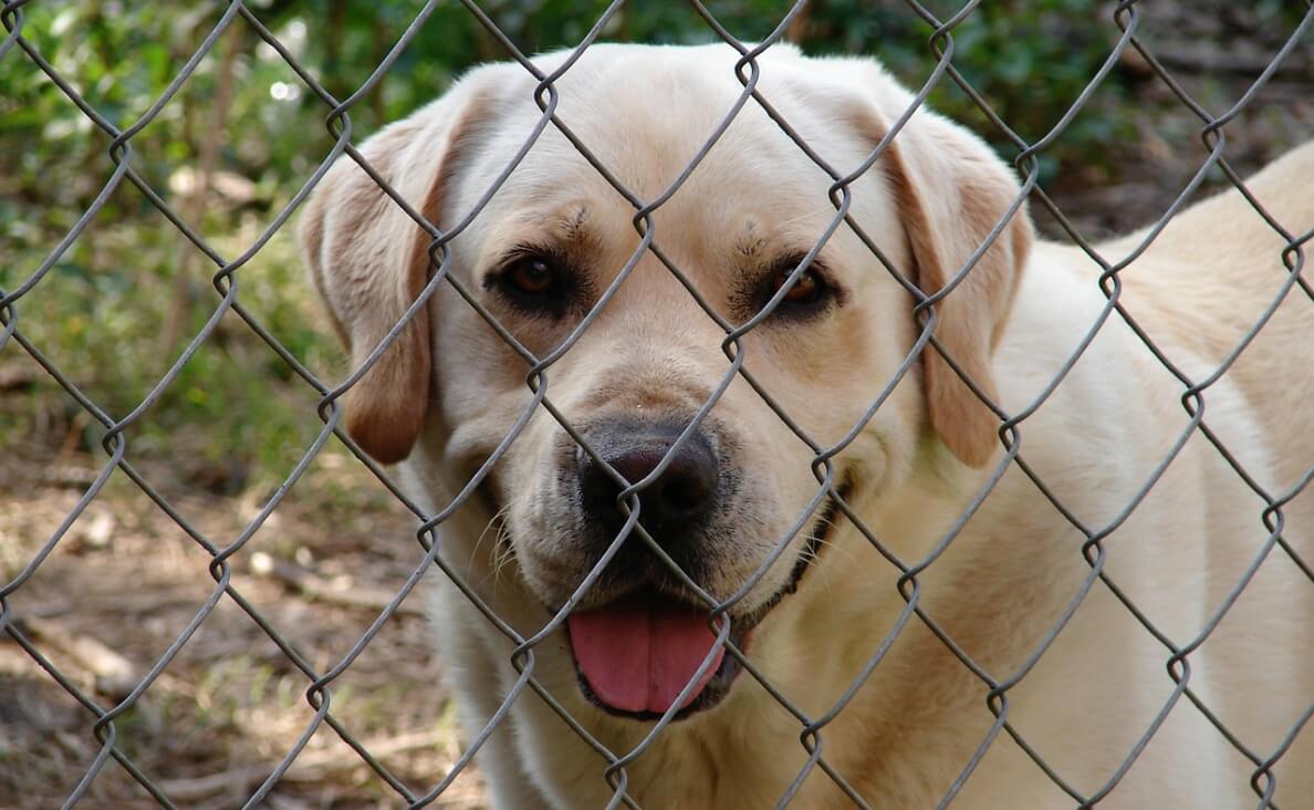 kennel or crate - labrador retriever behind wire fence