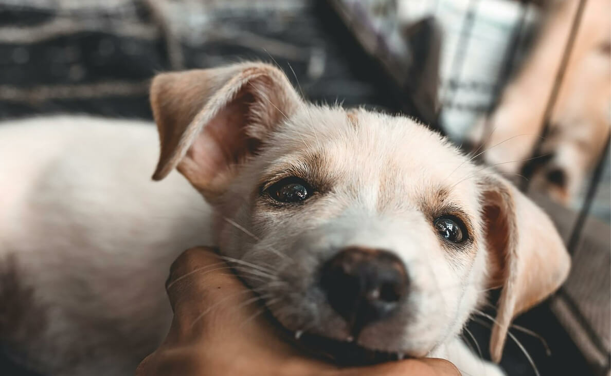 kennel or crate - yellow lab puppy in a crate biting a person's hand