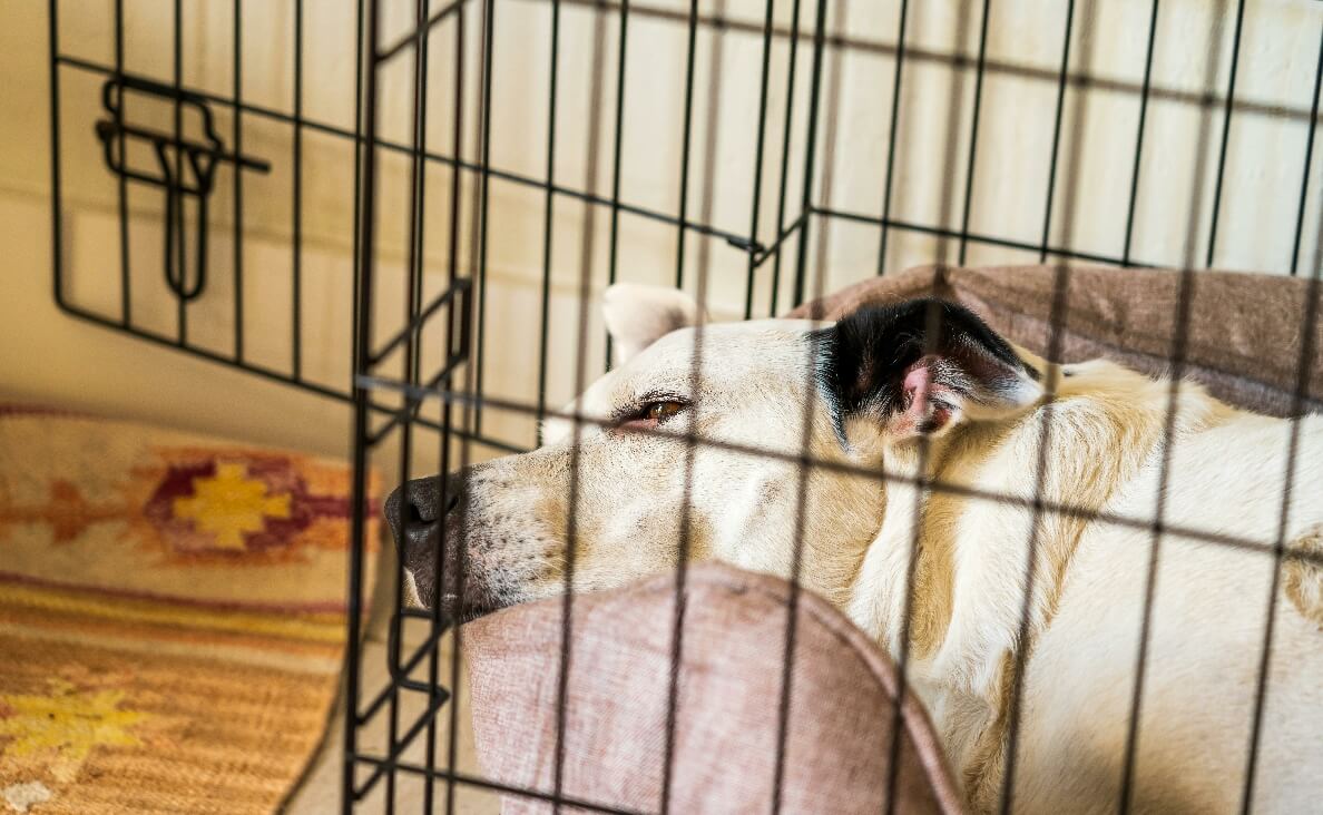 kennel or crate - yellow lab with black ears in crate with brown cushion