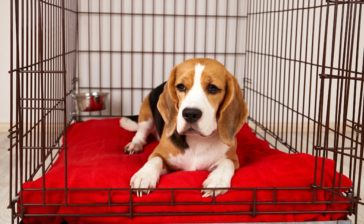 Kennel or Crate? Deciding What’s Best for Your Dog