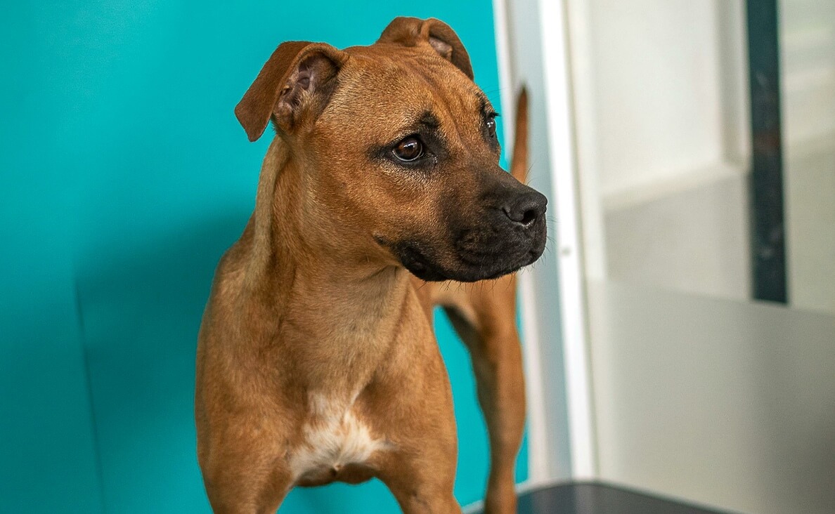 laser therapy for dogs - boxer mix dog at vet's office