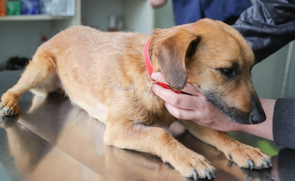 laser therapy for dogs - daschund at veterinarian's office