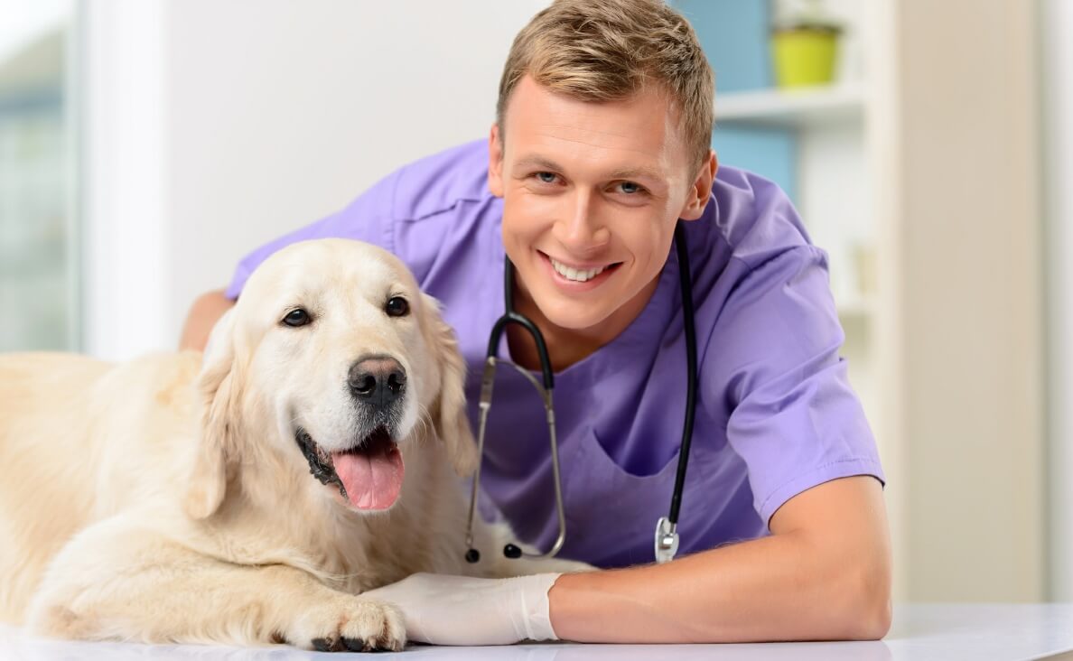 veterinarian in purple scrubs with golden retriever