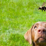 What to Do If Your Dog is Stung by a Bee