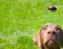 What to Do If Your Dog is Stung by a Bee