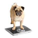 Essentials to Help Your Dog Lose Weight