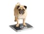 Essentials to Help Your Dog Lose Weight