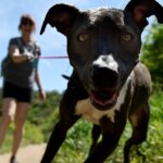 Why Being in Nature is Good for Your Dog