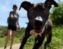 Why Being in Nature is Good for Your Dog