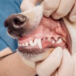 Why Do Dog Teeth Get Worn Down?