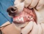 Why Do Dog Teeth Get Worn Down?