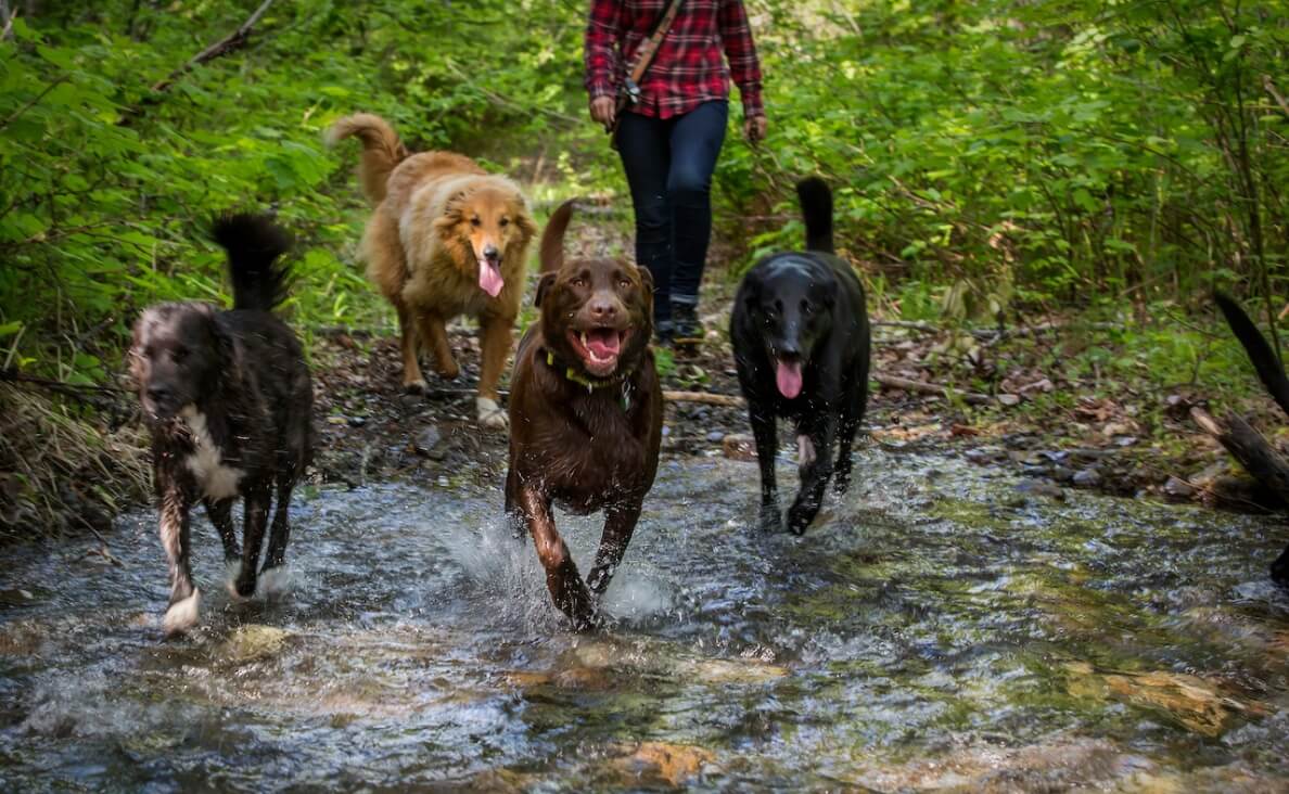 4 dogs walking through a creek with a woman