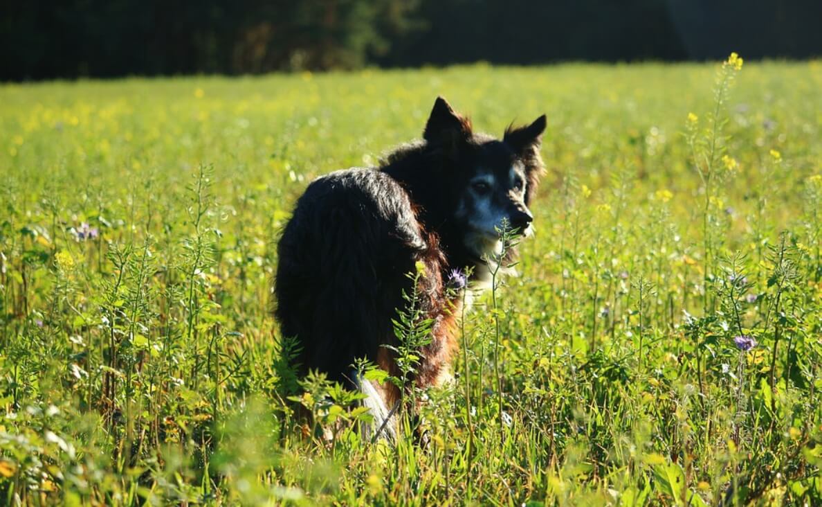 Australian Shepherd in a field with flowers