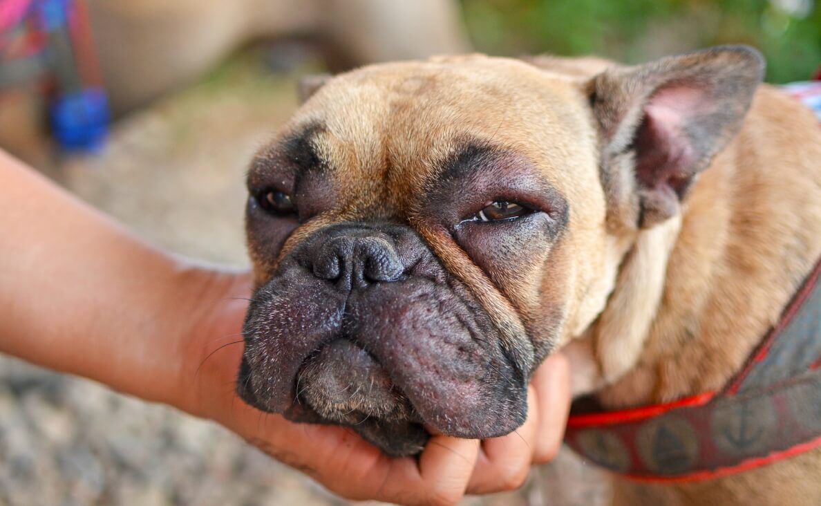 DOG STUNG BY A BEE allergic reaction