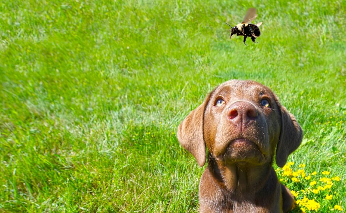 What to Do If Your Dog is Stung by a Bee