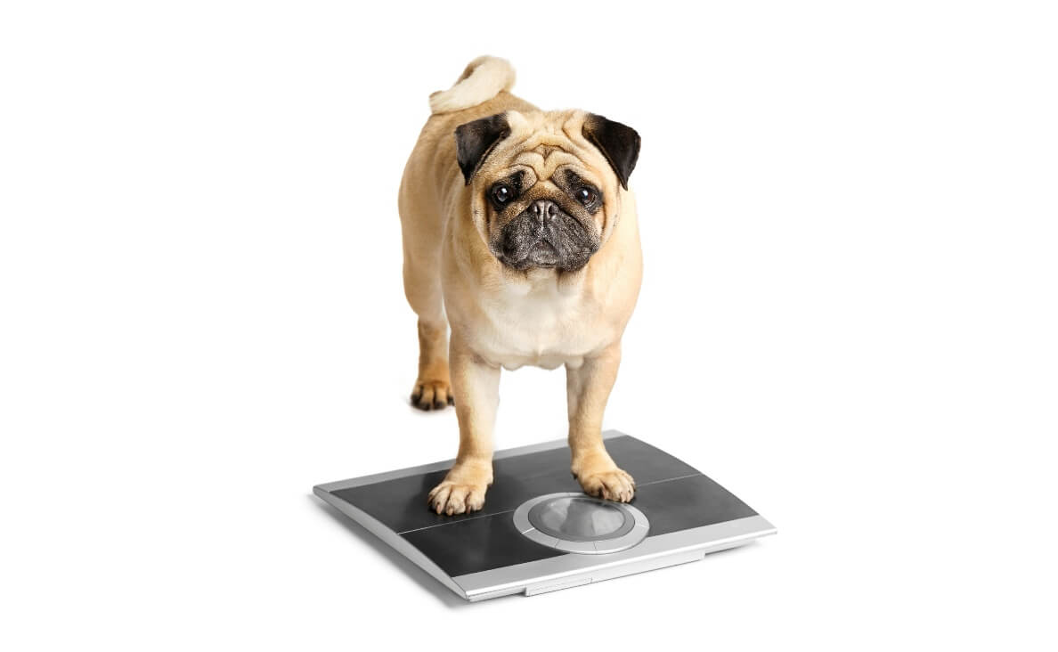 Essentials to Help Your Dog Lose Weight