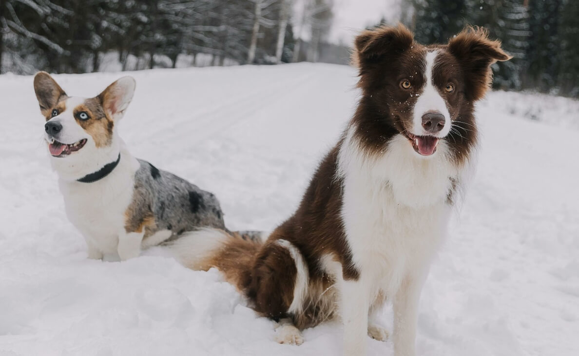 OLDER DOG DOESN'T LIKE NEW PUPPY - BORDER COLLIE AND CORGI