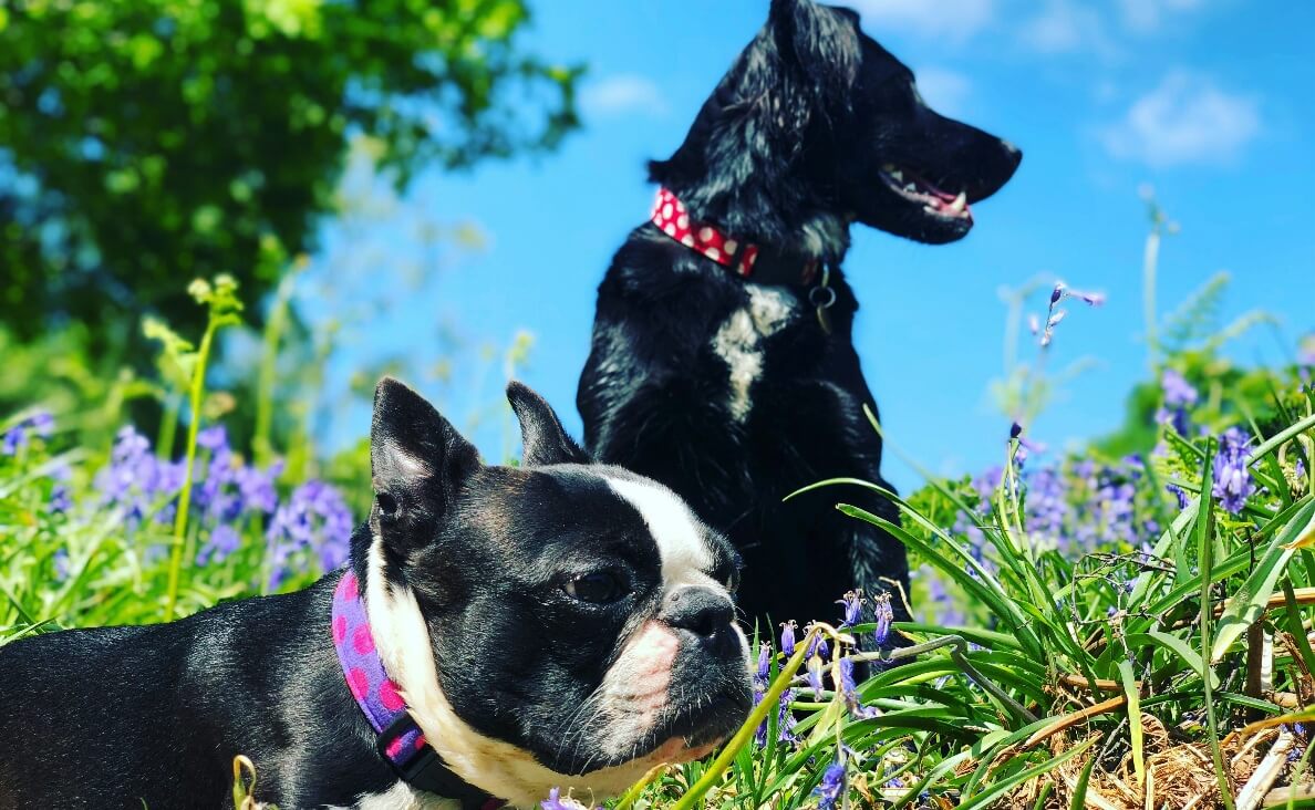 OLDER DOG DOESN'T LIKE NEW PUPPY - FRENCH BULLDOG AND BLACK DOG WITH WHITE CHEST OUTDOORS IN MEADOW WITH FLOWERS