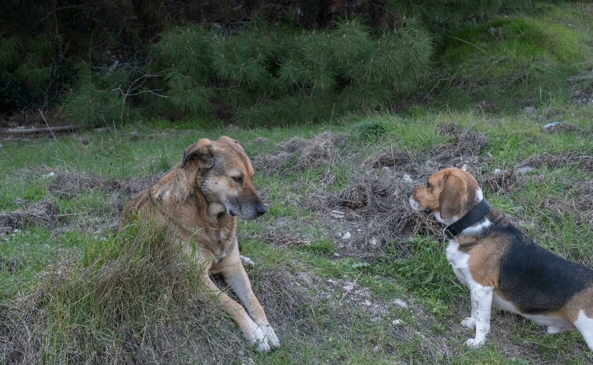 OLDER DOG DOESN'T LIKE NEW PUPPY - INITIAL INTRODUCTION