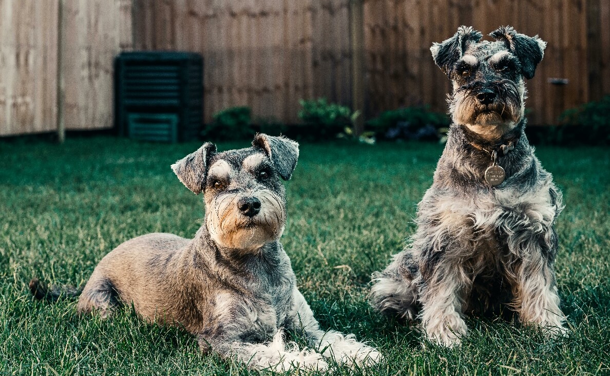 OLDER DOG DOESN'T LIKE NEW PUPPY - TWO YORKSHIRE TERRIERS