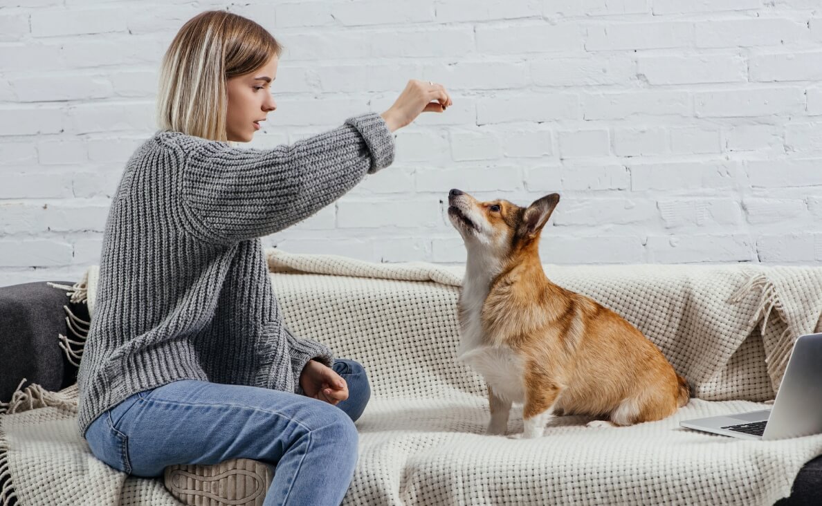 TEACH YOUR DOG TO LEAVE IT - Corgi dog in training with dog on the couch