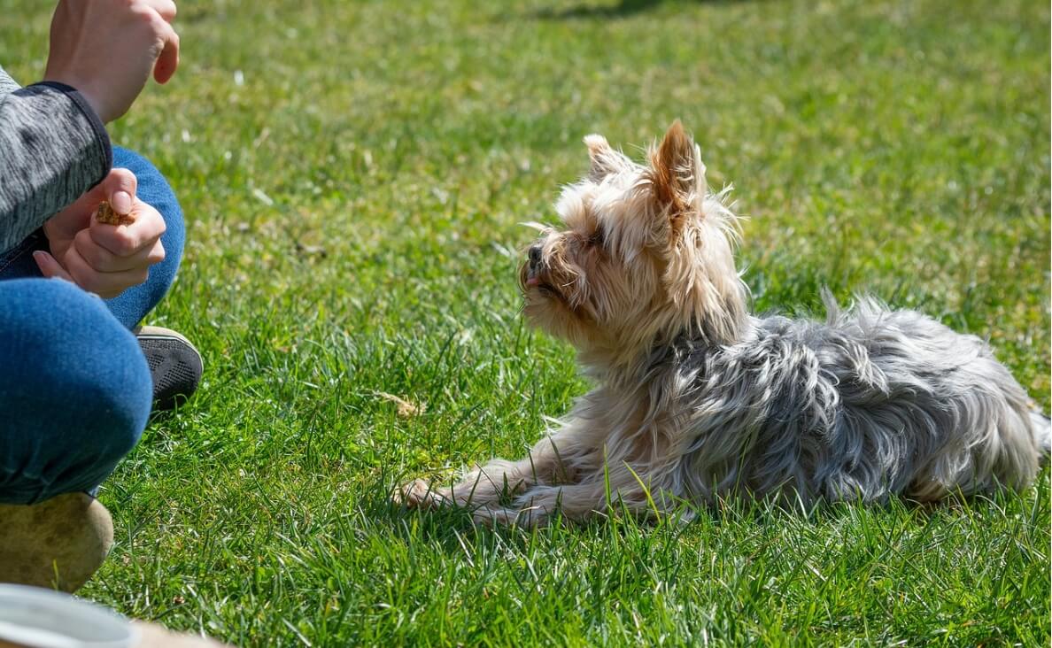 TEACH YOUR DOG TO LEAVE IT - Yorkie dog in training session