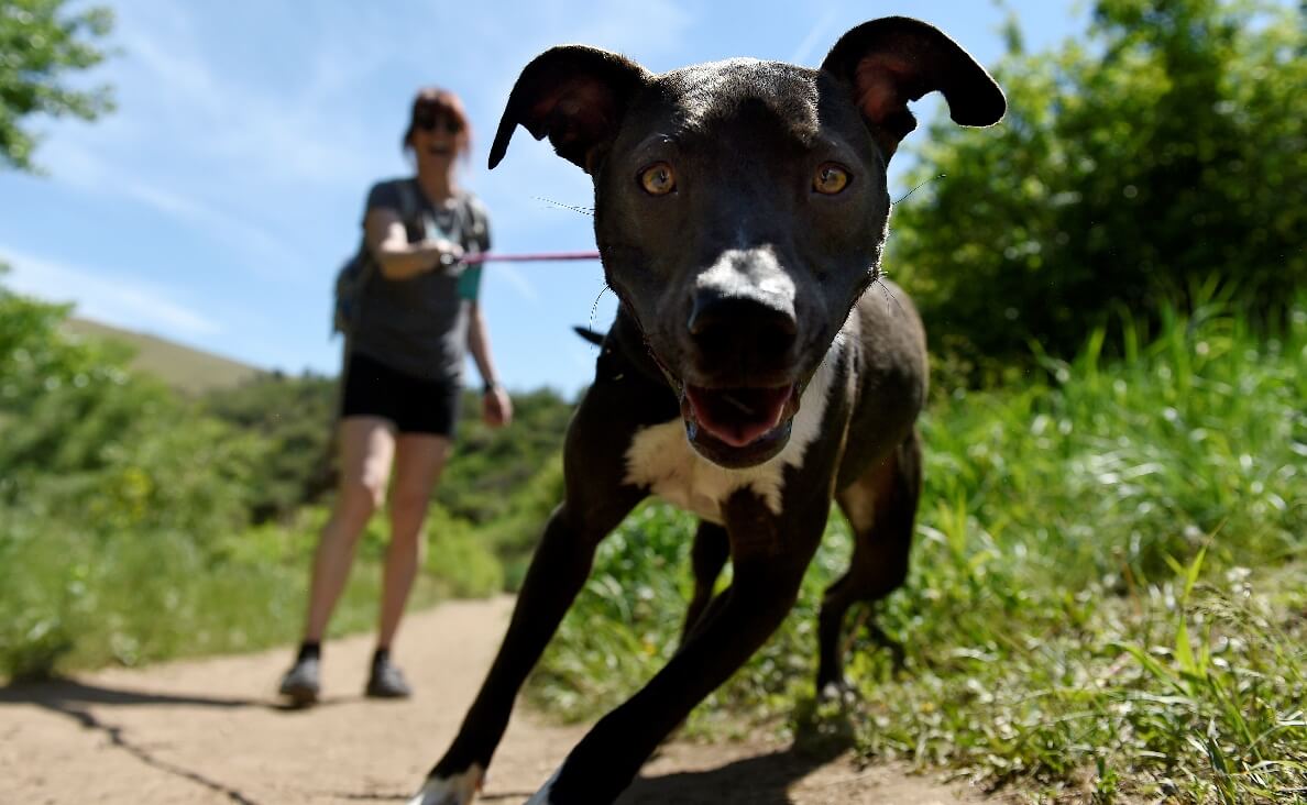 Why Being in Nature is Good for Your Dog