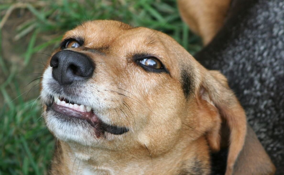 Why Do Dog Teeth Get Worn Down - beagle teeth